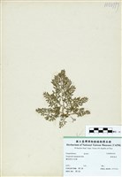 藏品(膜葉卷柏)的圖片